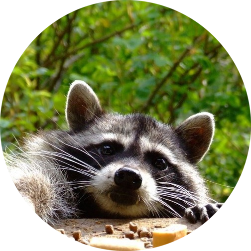 Funny animal