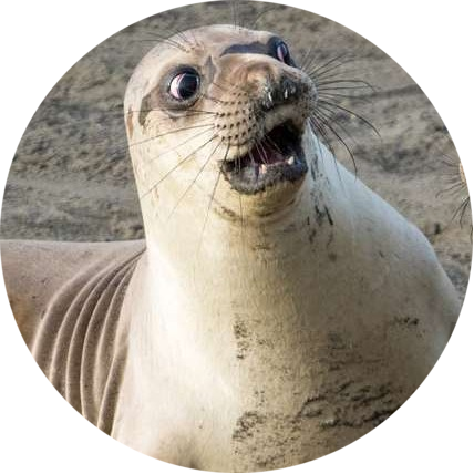 Funny animal